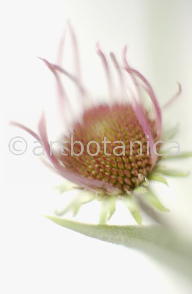 Sonnenhut-2--Echinacea-pallida-31