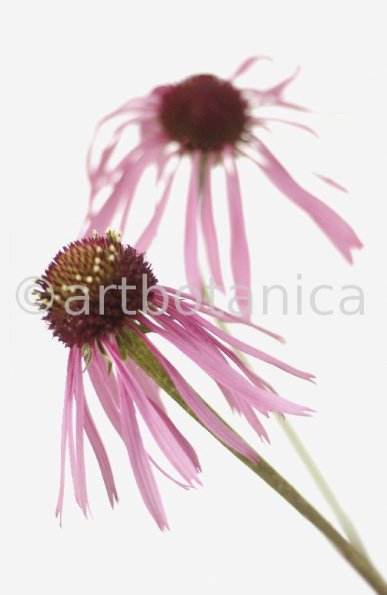 Sonnenhut-2--Echinacea-pallida-4