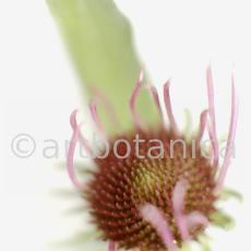 Sonnenhut-2--Echinacea-pallida-20