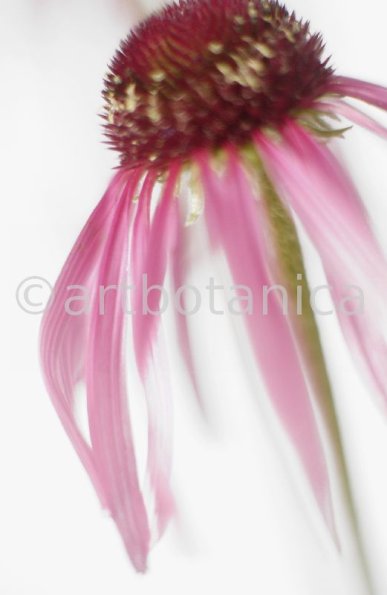Sonnenhut-2--Echinacea-pallida-14