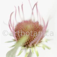 Sonnenhut-2--Echinacea-pallida-28