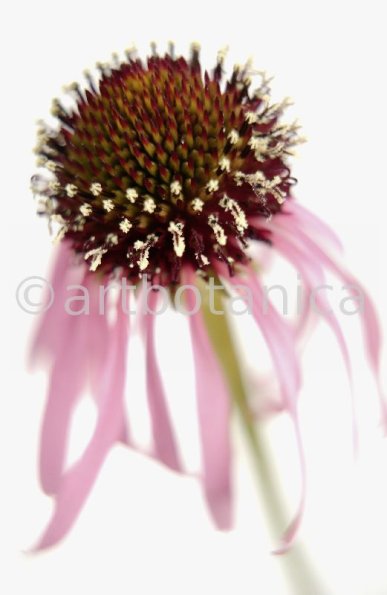 Sonnenhut-2--Echinacea-pallida-11