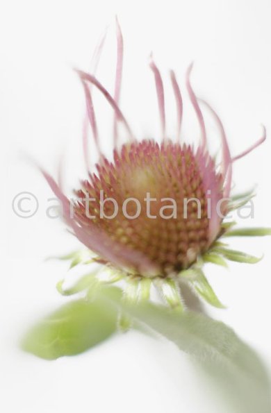 Sonnenhut-2--Echinacea-pallida-24