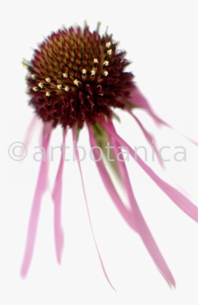 Sonnenhut-2--Echinacea-pallida-1
