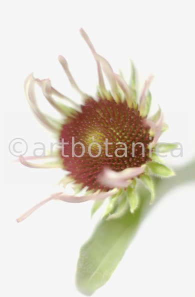 Sonnenhut-2--Echinacea-pallida-19