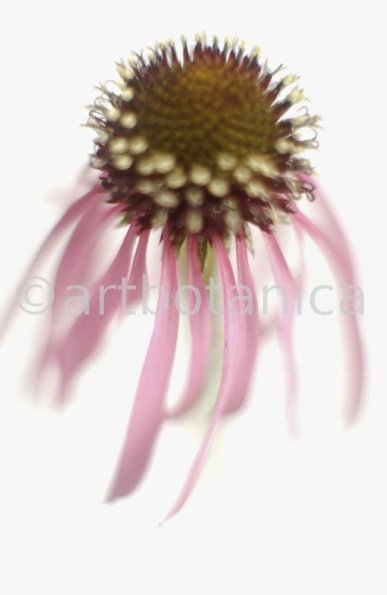 Sonnenhut-2--Echinacea-pallida-16