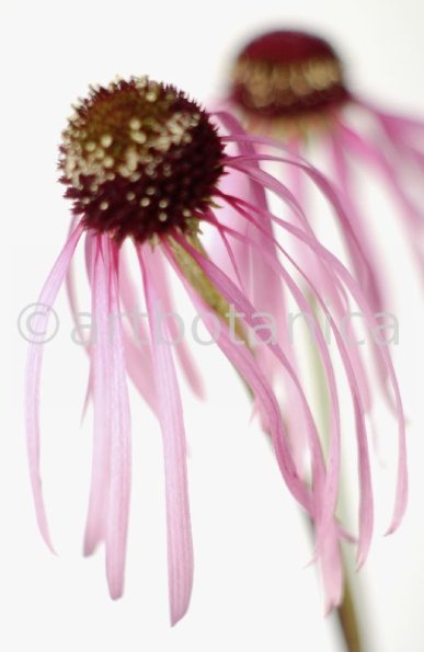 Sonnenhut-2--Echinacea-pallida-12