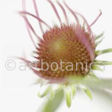 Sonnenhut-2--Echinacea-pallida-27