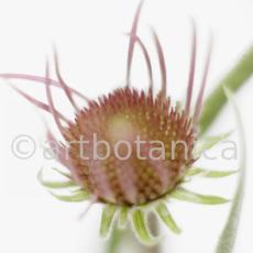 Sonnenhut-2--Echinacea-pallida-26