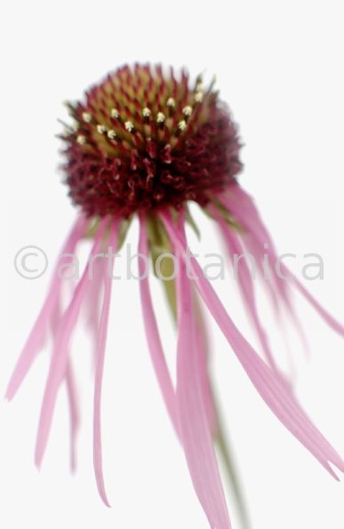Sonnenhut-2--Echinacea-pallida-2