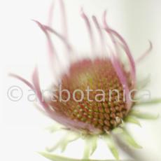 Sonnenhut-2--Echinacea-pallida-31