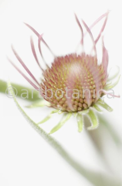 Sonnenhut-2--Echinacea-pallida-23