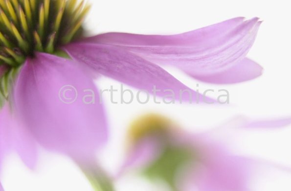 Sonnenhut-Echinacea-angustifolia-14