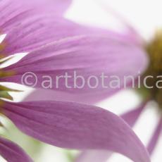 Sonnenhut-Echinacea-angustifolia-11