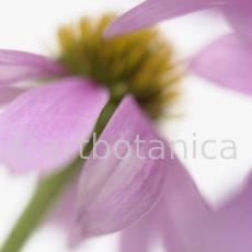 Sonnenhut-Echinacea-angustifolia-23