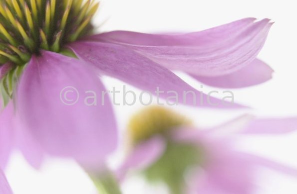Sonnenhut-Echinacea-angustifolia-24