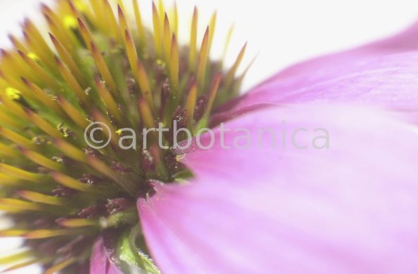 Sonnenhut-Echinacea-angustifolia-3