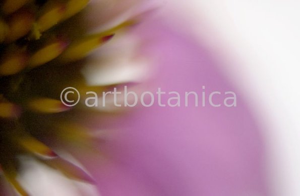 Sonnenhut-Echinacea-angustifolia-8