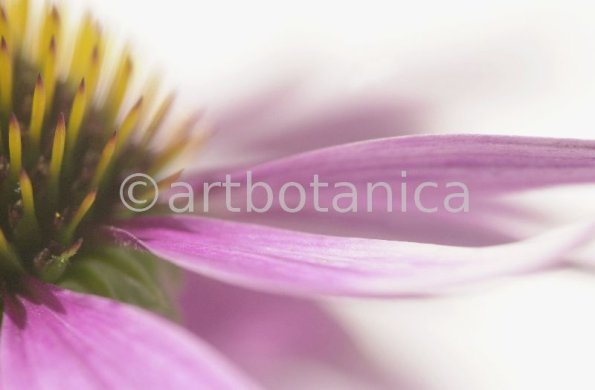 Sonnenhut-Echinacea-angustifolia-43
