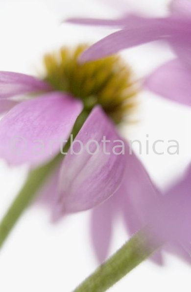 Sonnenhut-Echinacea-angustifolia-12