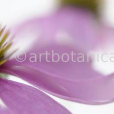 Sonnenhut-Echinacea-angustifolia-4