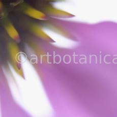 Sonnenhut-Echinacea-angustifolia-6