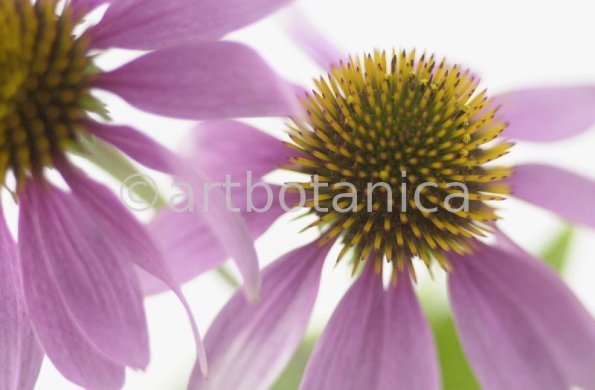 Sonnenhut-Echinacea-angustifolia-20