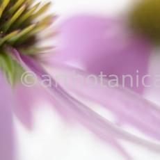 Sonnenhut-Echinacea-angustifolia-18