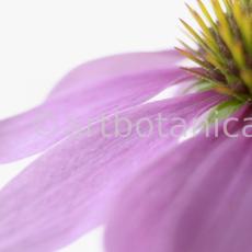Sonnenhut-Echinacea-angustifolia-27