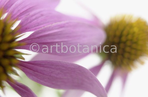 Sonnenhut-Echinacea-angustifolia-11