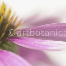 Sonnenhut-Echinacea-angustifolia-43