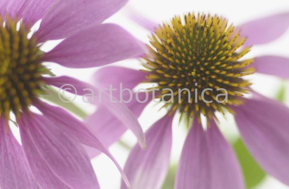 Sonnenhut-Echinacea-angustifolia-21