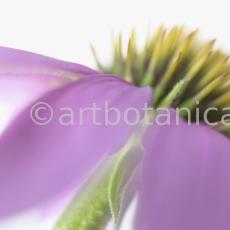 Sonnenhut-Echinacea-angustifolia-17
