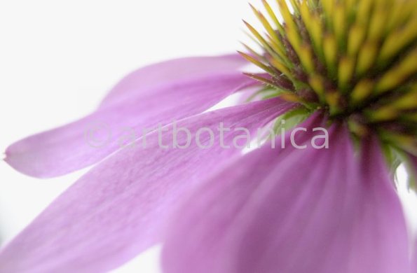 Sonnenhut-Echinacea-angustifolia-15