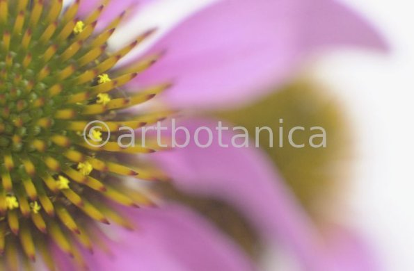 Sonnenhut-Echinacea-angustifolia-5