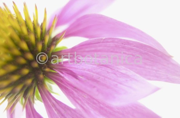 Sonnenhut-Echinacea-angustifolia-45