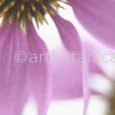 Sonnenhut-Echinacea-angustifolia-19