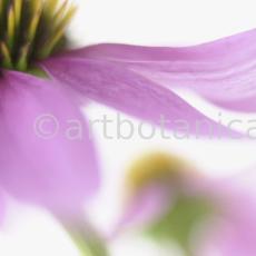 Sonnenhut-Echinacea-angustifolia-14