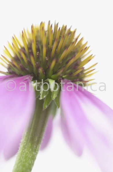 Sonnenhut-Echinacea-angustifolia-31