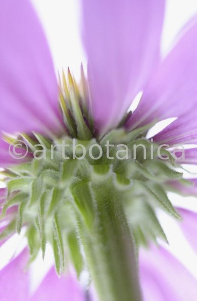 Sonnenhut-Echinacea-angustifolia-16