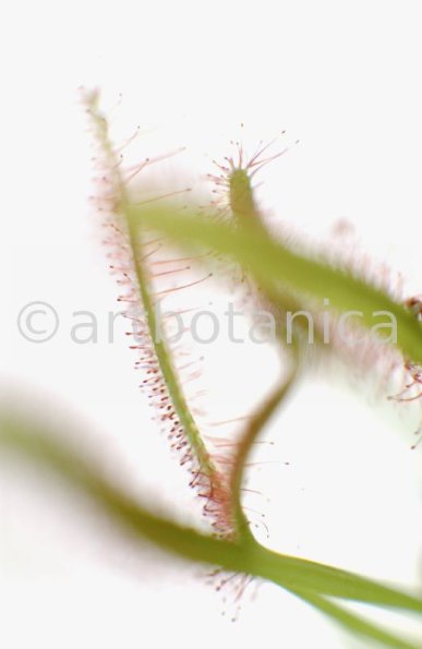 Sonnentau-Drosera-rotundifolia-4