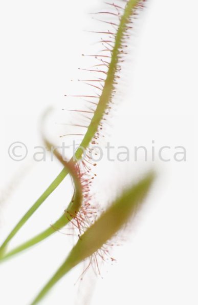 Sonnentau-Drosera-rotundifolia-3