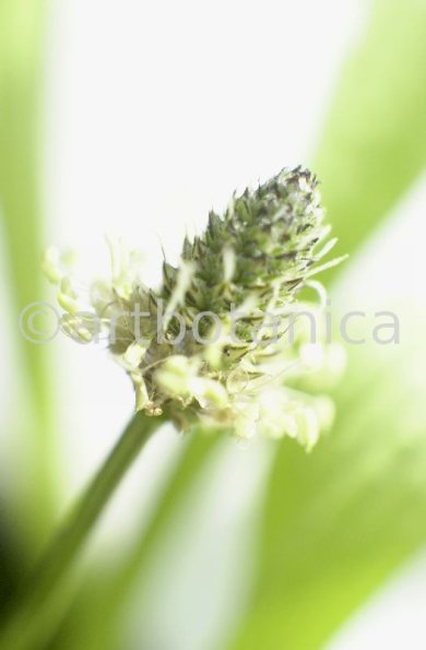 Spitzwegerich-Plantago-lanceolata-6