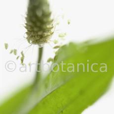 Spitzwegerich-Plantago-lanceolata-11