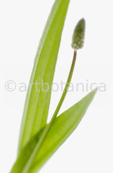 Spitzwegerich-Plantago-lanceolata-47