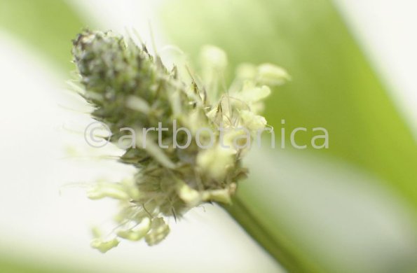 Spitzwegerich-Plantago-lanceolata-5