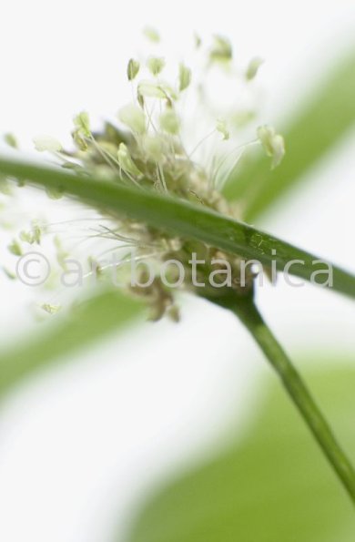 Spitzwegerich-Plantago-lanceolata-18