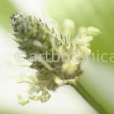 Spitzwegerich-Plantago-lanceolata-5