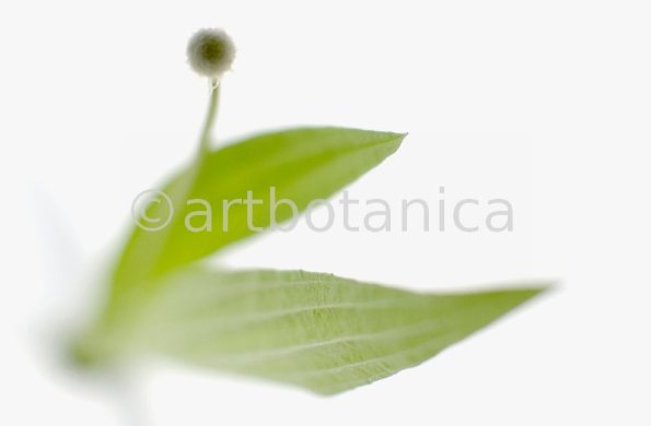 Spitzwegerich-Plantago-lanceolata-48