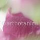 Stockrose - Althaea rosea